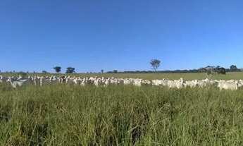 Imagem 3: Créditos Agro: Sítios e Fazendas para o Seu Negócio Crescer!