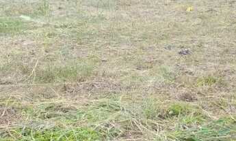 Imagem 4: Terreno no sítio