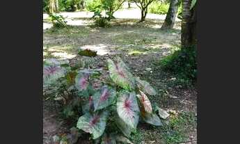 Imagem 7: Excelente terreno em Paraty próximo praias e cachoeiras