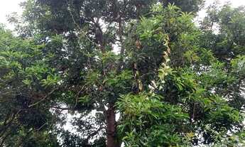 Imagem 3: Chácara de 1.000m² plantada de arvores frutíferas, em frente a uma reserva ecológica