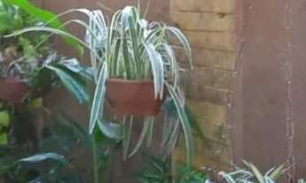 Imagem 3: Alugou casa no maiobao