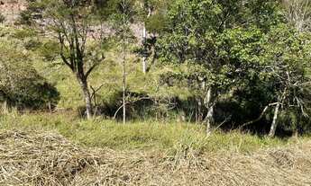 Imagem 6: Sítio com 12 ha sendo 6,5 de eucaliptos com 12 anos