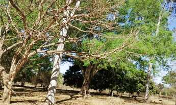 Imagem 3: FAZENDA 33 ALQ À BEIRA DO RIO CLARO - COLINAS/GO