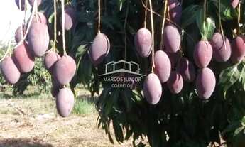 Imagem 6: FAZENDA DE ABACATE E MANGA A VENDA NO NORTE DE MINAS E APTA A PECUÁRIA