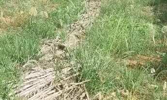 Imagem 7: LOTE 450m2 SENADOR CANEDO Lote à Venda, 450.00 por R$ 350000.00 no setor Jardim de Todos O