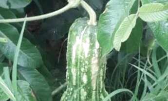 Imagem 4: Excelente chácara em samambaia na estrada da produção em montes claros mg