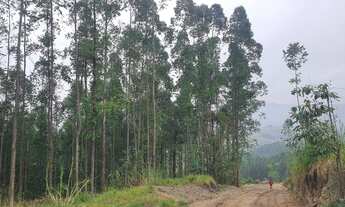 Imagem 5: Sitio 18 alqueires - Ipeúna - SP