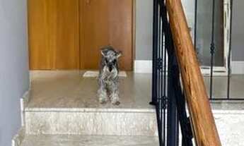 Imagem 6: Linda e reformada casa a venda na Chácara Monte Alegre! 3 suítes, sala espaçosa, piscina