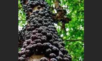 Imagem 6: Atibaia - Chácara - Conjunto Habitacional Jose Barnet Y Vives