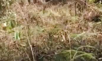 Imagem 5: Lote grande na Quinta do Sumidouro