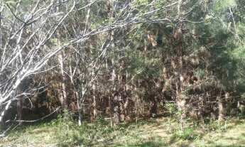 Imagem 5: VENDO CHÁCARA DE FRENTE PARA O ASFALTO EM GLORINHA