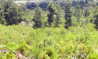 Imagem: VENDO CHÁCARA UM HECTARE COM RIACHO EM