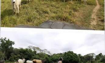 Imagem: Vende-se uma colônia na transacreana km14