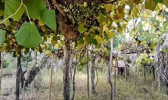 Imagem 2: Propriedade com 20Ha com 4,5Ha com pessegueiros e casa centenária na Cascata