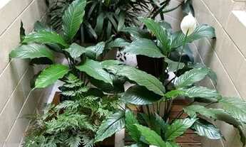 Imagem 2: SOBRADO BELA VISTA