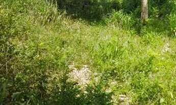 Imagem: Desapega Mini chácara