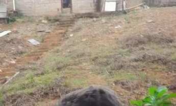 Imagem 6: Casa grande e Barata