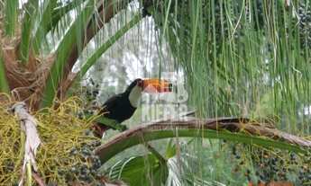 Imagem: Sítio, Sera da Tiririca Venda