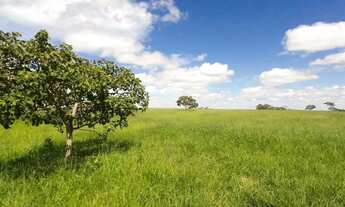 Imagem 6: Fazenda dupla aptidão em Campo Alegre de Goiás, GO