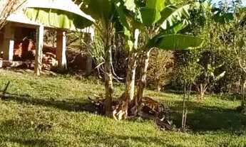 Imagem 7: Casa na roça Casa em condomínio com 2 dormitórios