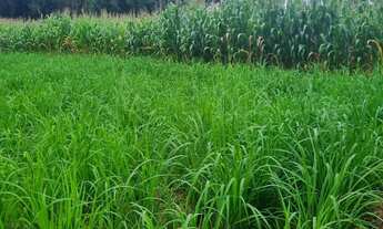 Imagem: Chácara 2.660 metros valor 430.000