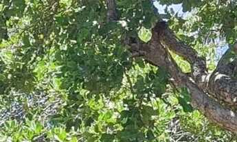 Imagem 4: Linda Chácara A Venda