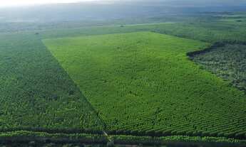 Imagem: Fazenda de Eucalipto MG. 14.742hec. 9.600hec
