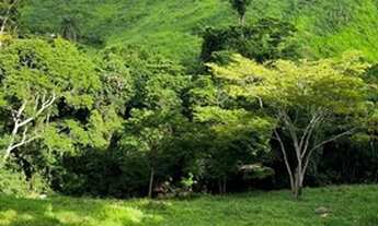 Imagem 5: Vendo Sítio de 13 alqueires