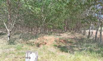 Imagem 5: SITIO COM 8,5 ALQ. - SERINGUEIRA RENDENDO + PASTO- ACEITA IMÓVEL COMO PARTE DO PAGTO-MIRAS