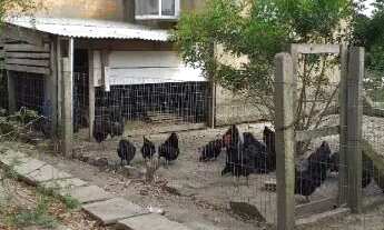 Imagem: Sítio em Lami