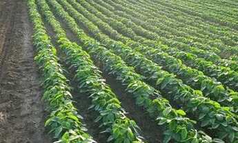Imagem 6: Fazenda para venda tem 2.210.000 Hectares em Tomé-Açú - PA