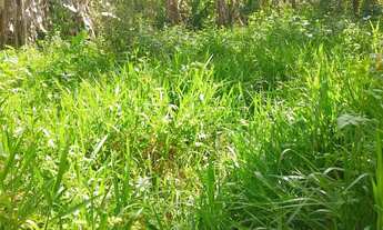 Imagem 3: 4 mil mts quadrados a 1200 mts da rodovia