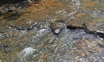 Imagem 3: Sitio/Água de Rio,Poço Artesiano,Casa Com 4 Quartos,Curral/Escriturado.