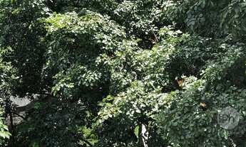 Imagem 3: Vizinhos : Colégio CONSA e Parque Ibirapuera!!!