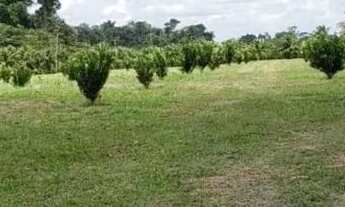 Imagem 7: Fazenda na pista Rodovia BR174, Km 62. 2.888,90ha. 50.000 Pés Açaí. Coqueiral, Hortaliças