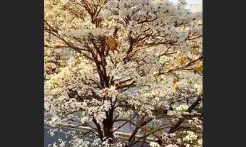 Imagem 7: Edifício Atlantica - Apartamento com 3 quartos, 1 suíte, 2 vagas,