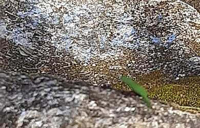 Imagem 16: SITIO COM 24,2 HECTARES - SANTA MARIA MADALENA