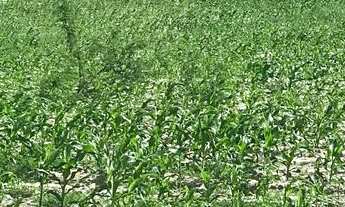 Imagem 4: Terreno com 5 tarefas em Canidé do São Francisco-SE, aceito troca!