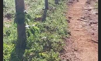 Imagem 4: Fazenda 137 há Arinos MG