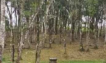 Imagem 4: Terreno Urbano para Venda em Quatro Barras, Centro