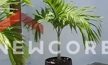 Imagem 4: Casa em Rua do Bosque - Barra do Jacuípe (Monte Gordo) - Camaçari/BA