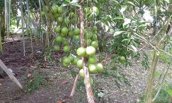 Imagem 3: Vende se esse sítio no rio preto da Eva km 91 medindo 40 por 1000