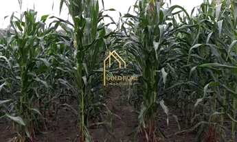 Imagem 3: Sítio de 10 hectares à Venda em Santo Antônio de Leverger MT