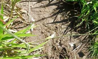 Imagem 2: SITIO EM RIANAPOLIS 2.5 ALQUEIRES