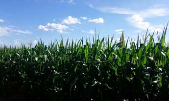 Imagem 6: R$32.3 milhões de reais 646 alqueires 321 alqueires de abertura dupla aptidão