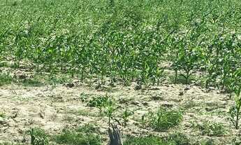 Imagem 5: Terreno com 5 tarefas em Canidé do São Francisco-SE, aceito troca!