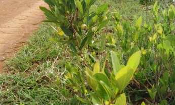 Imagem 4: Chacara residencial triunfo III goianira go