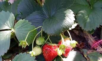 Imagem 3: Chácara com um belíssimo terreno frutíferas