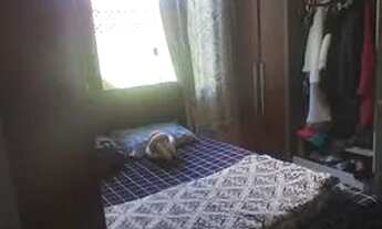 Imagem 7: Casa em São José dos Pinhais Troco , parque da fonte , vende