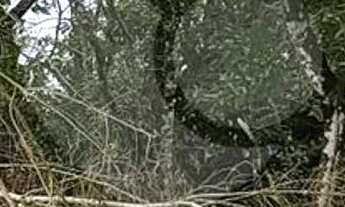 Imagem 6: Terreno à venda em Caraguatá - SP